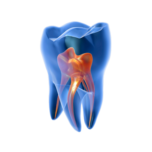 Dental Root Canals
